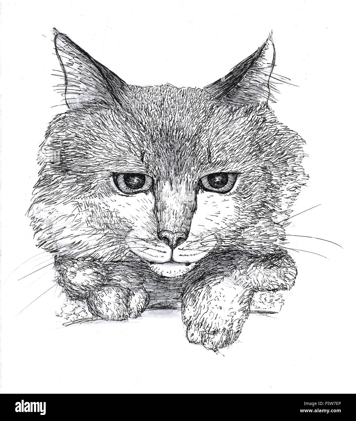 Esquisse D Un Chat Photo Stock Alamy