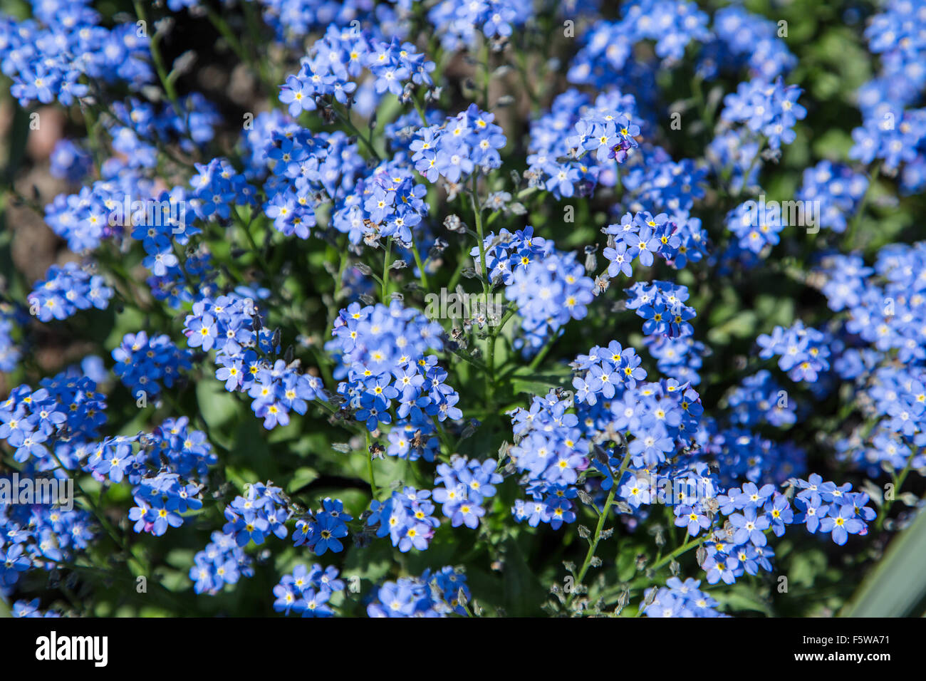Blue forget-me-nots. Close-up shot. Arrière-plan de la nature. Banque D'Images