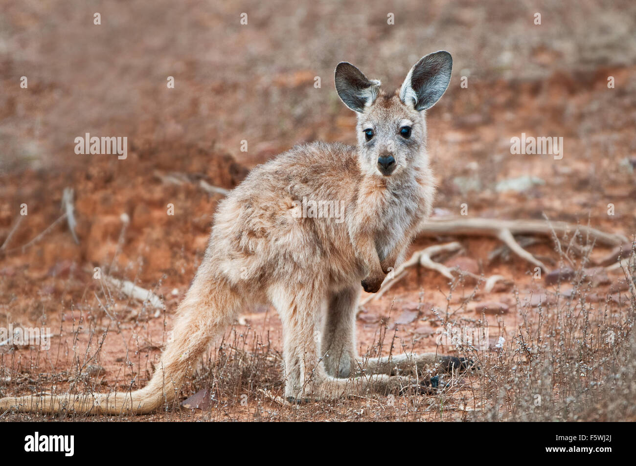 Joey kangourou de l'espèce (Euro) Wallaroo. Banque D'Images