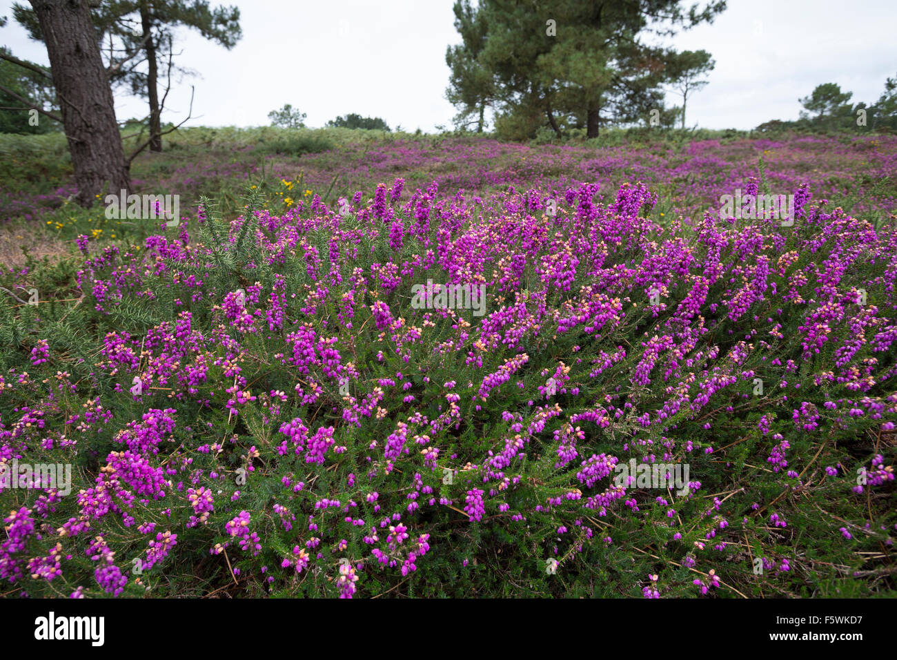 Heather Bell, Heather-bell, Graue Heide, Grauheide, Graue Glockenheide, Erica cinerea, Küstenheiden Küstenheide, Atlantische Banque D'Images