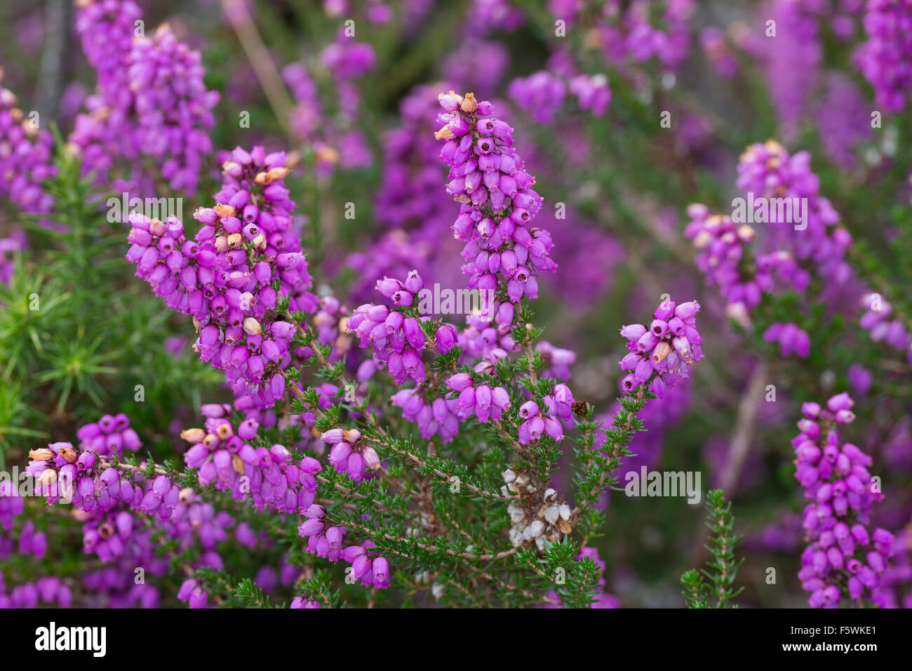 Heather Bell, Heather-bell, Graue Heide, Grauheide, Graue Glockenheide, Erica cinerea, la bruyère cendrée, Heidekrautgewächse Banque D'Images