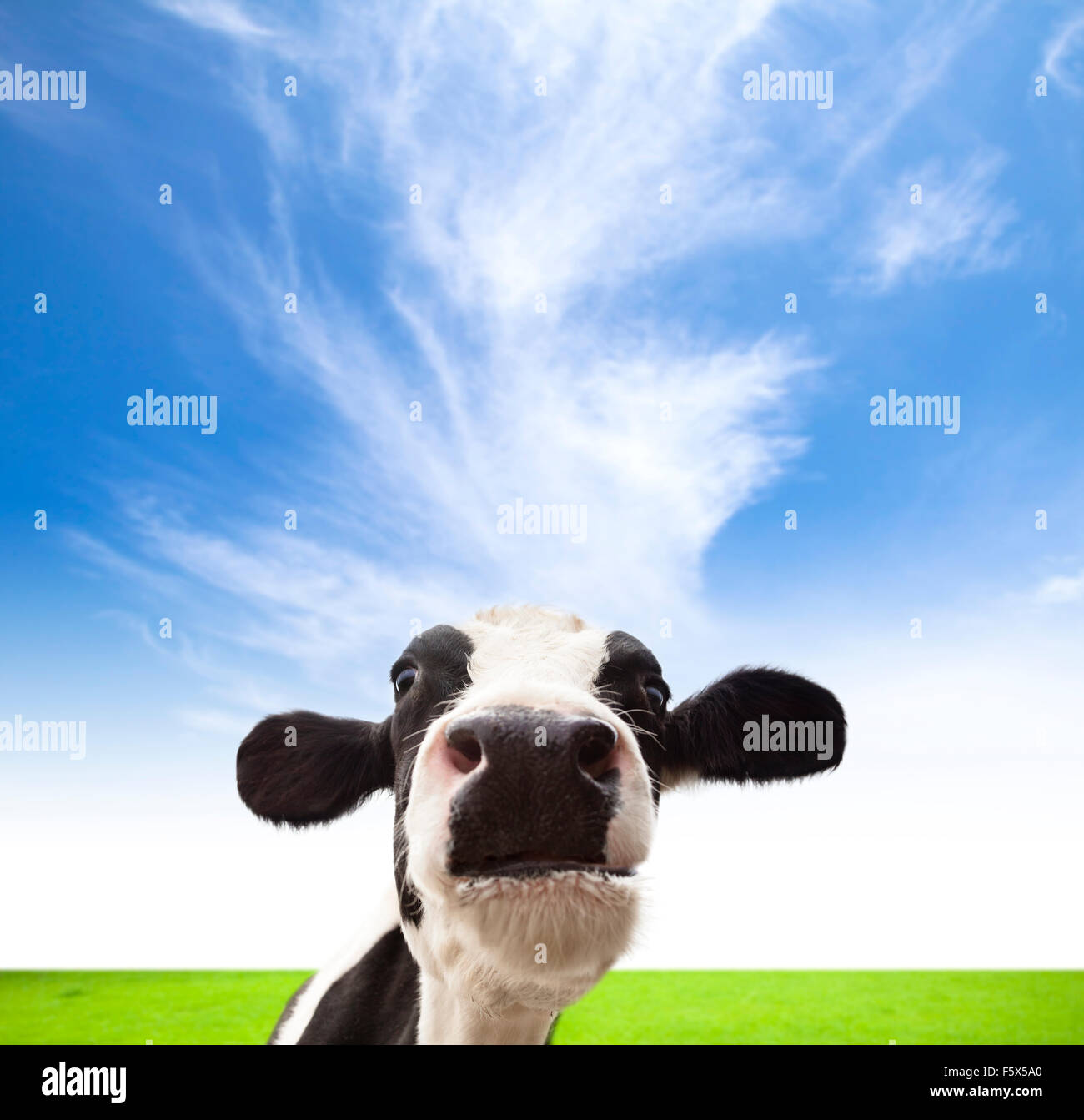 Vaches qui paissent sur champ vert avec fond de nuage Banque D'Images