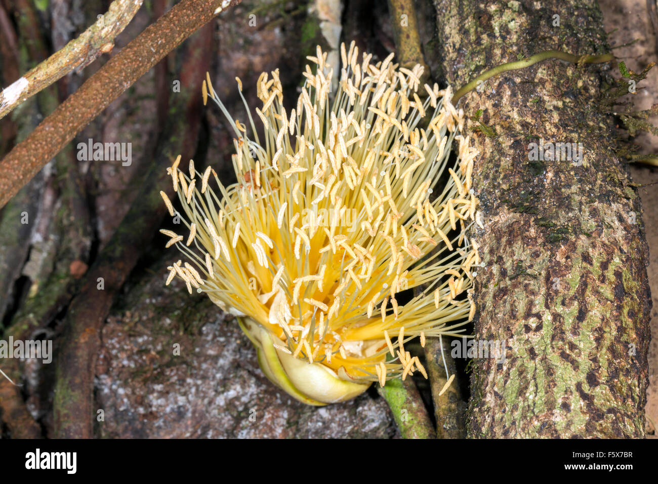 Liane à fleurs poussant sur un tronc d'arbre dans la forêt tropicale en Amazonie équatorienne. Une fleur mâle composé d'étamines. Banque D'Images
