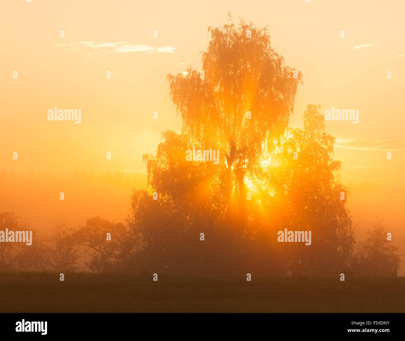 Rayons par arbre dans le brouillard du matin Banque D'Images