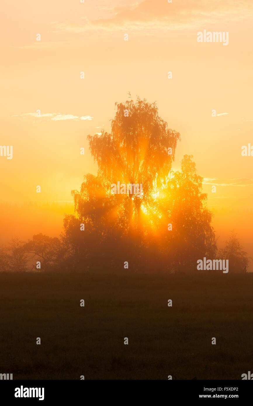 Rayons par arbre dans le brouillard du matin Banque D'Images