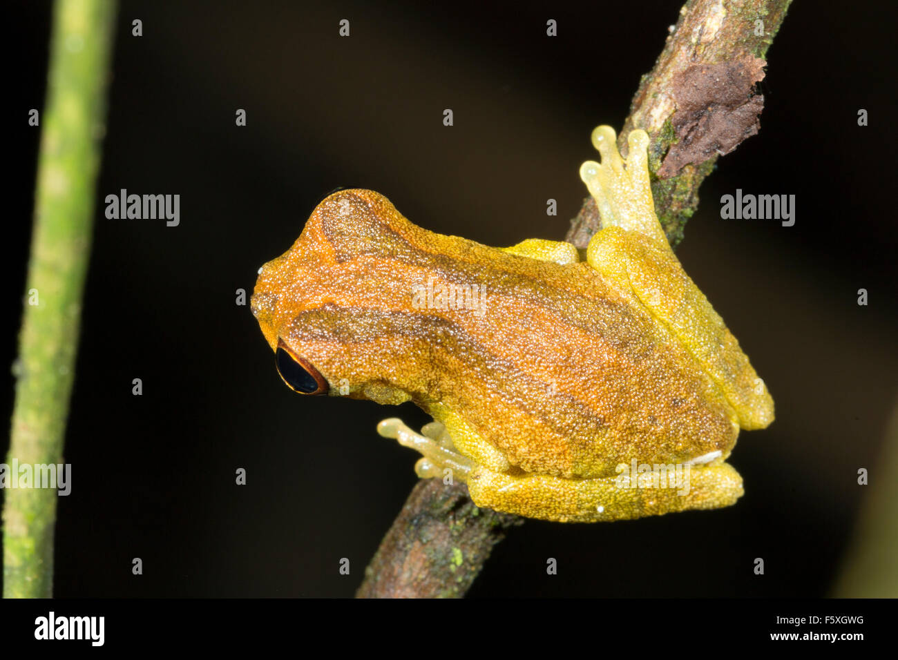 Rainette à tête courte (Dendropsophus parviceps) sur une branche dans la forêt tropicale, l'Équateur Banque D'Images