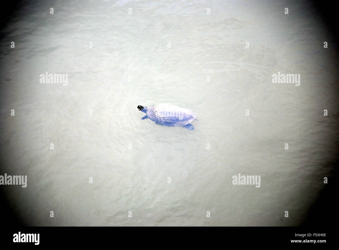 Tortue peinte Banque D'Images