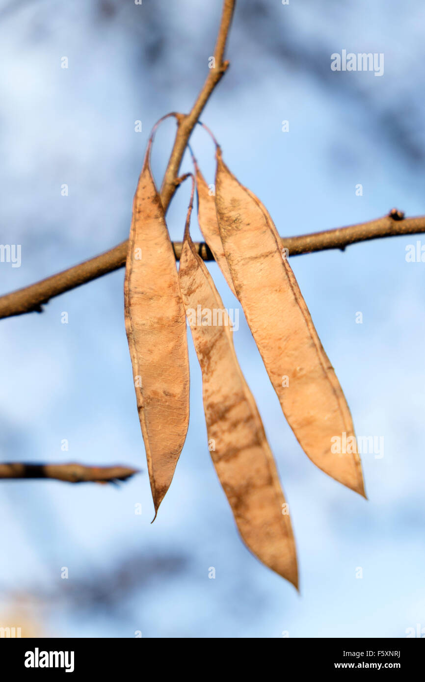 Les coupelles de semences de l'est un arbre, un petit redbud arbuste à feuilles caduques originaire d'Amérique du Nord. Banque D'Images