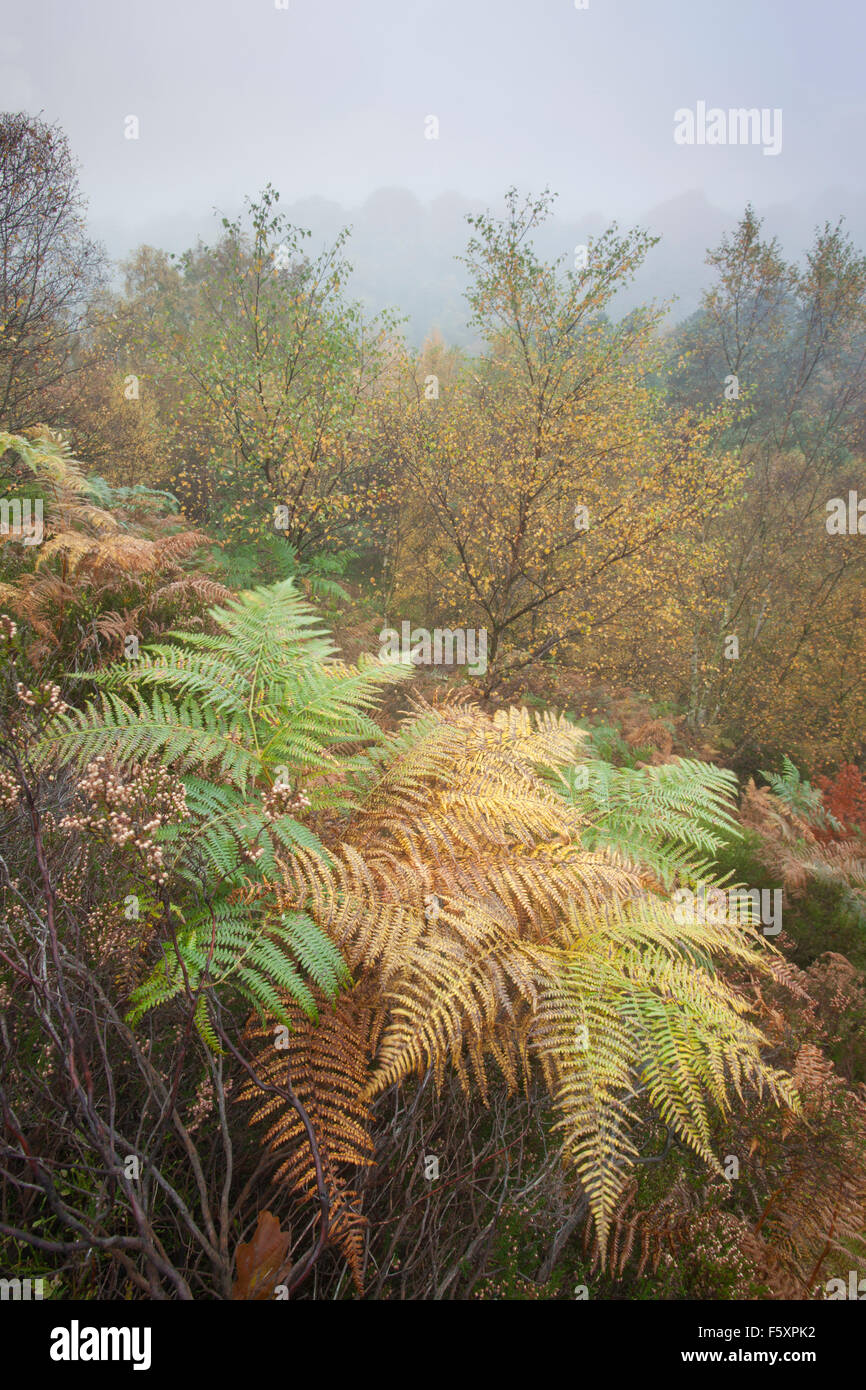 L'automne (octobre) à Hardcastle Crags près de Heptonstall, Calderdale, West Yorkshire, Royaume-Uni Banque D'Images