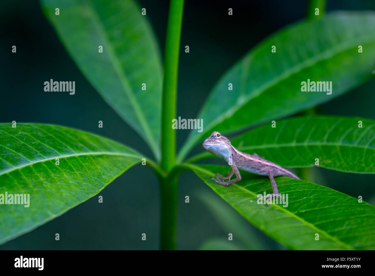 Lizard sur une feuille verte à la hausse. Banque D'Images