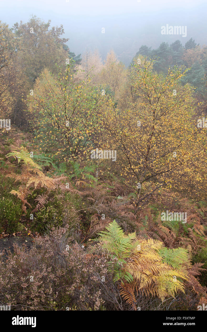 L'automne (octobre) à Hardcastle Crags près de Heptonstall, Calderdale, West Yorkshire, Royaume-Uni Banque D'Images