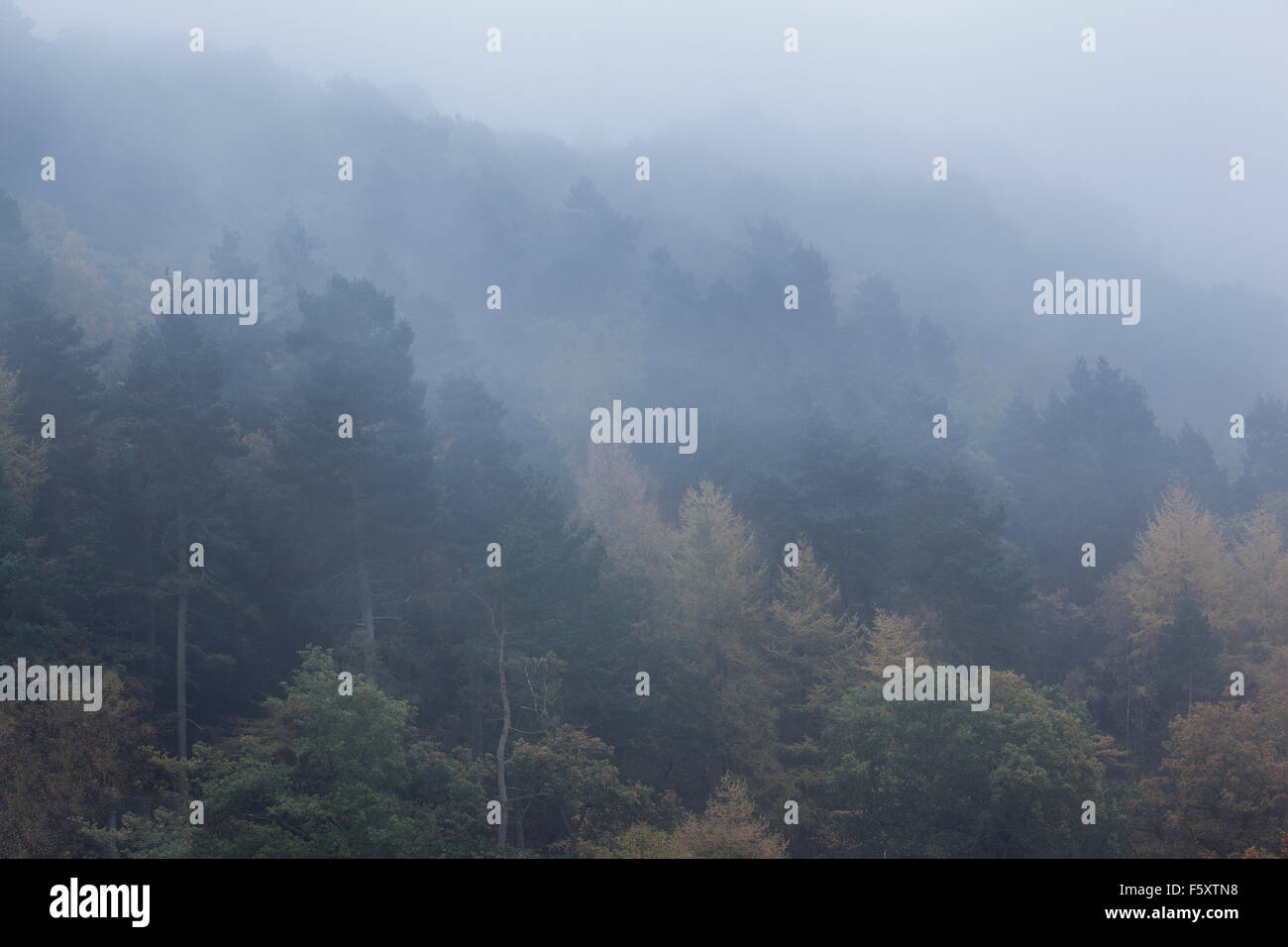 Le brouillard et la brume en automne (octobre) à Hardcastle Crags près de Heptonstall, Calderdale, West Yorkshire, Royaume-Uni Banque D'Images
