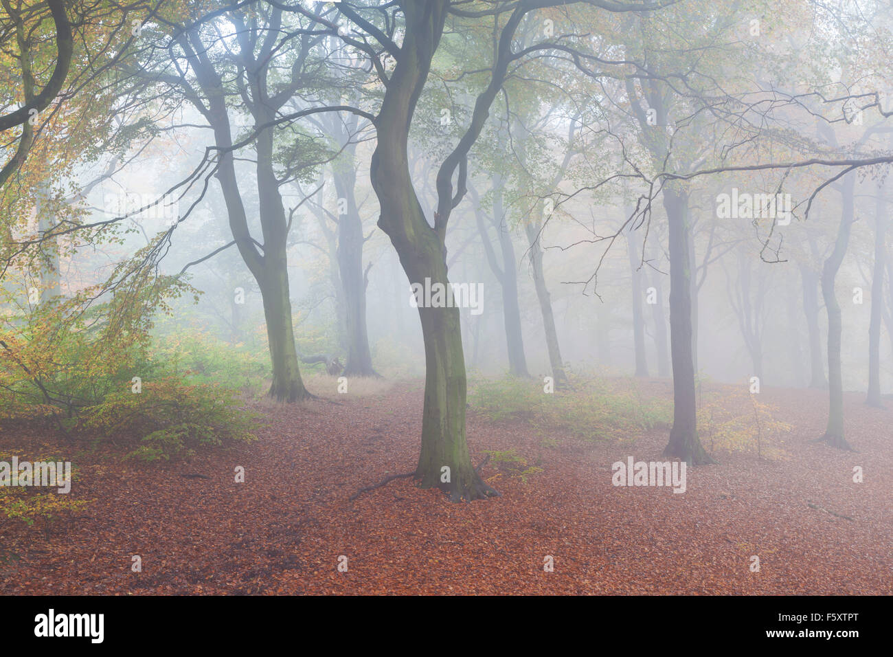 La brume et le brouillard adoucit les couleurs de l'automne de la Basse Hopton ou bois Wheatley à moindre Hopton, Mirfield, West Yorkshire, Royaume-Uni Banque D'Images