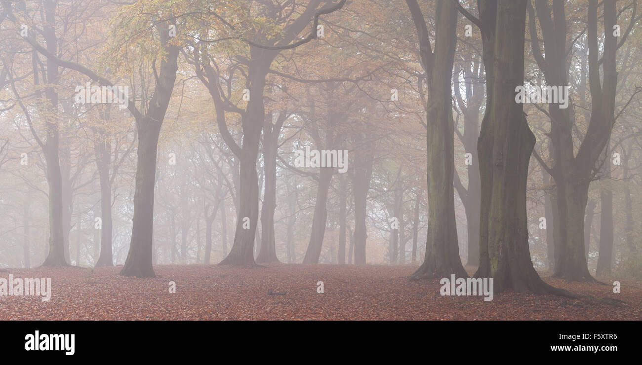 La brume et le brouillard adoucit les couleurs de l'automne de la baisse ou Hopton wood à Wheatley Hopton inférieur, Mirfield, West Yorkshire, Royaume-Uni Banque D'Images