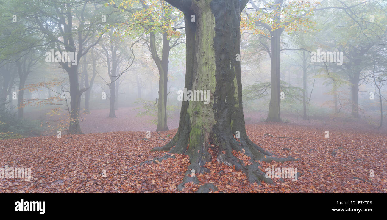 La brume et le brouillard adoucit les couleurs de l'automne de la baisse ou Hopton wood à Wheatley Hopton inférieur, Mirfield, West Yorkshire, Royaume-Uni Banque D'Images