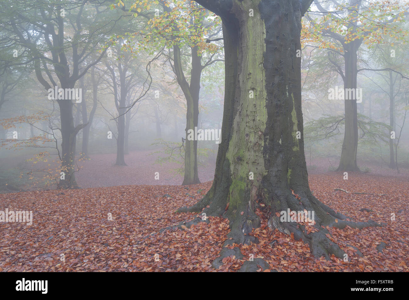 La brume et le brouillard adoucit les couleurs de l'automne de la baisse ou Hopton wood à Wheatley Hopton inférieur, Mirfield, West Yorkshire, Royaume-Uni Banque D'Images