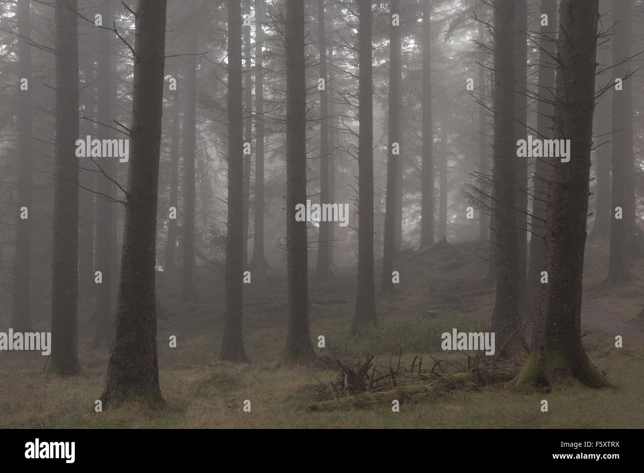 Brouillard dans la forêt à Tarn Hows, Langdale Pikes, Lake District, Cumbria, Royaume-Uni Banque D'Images