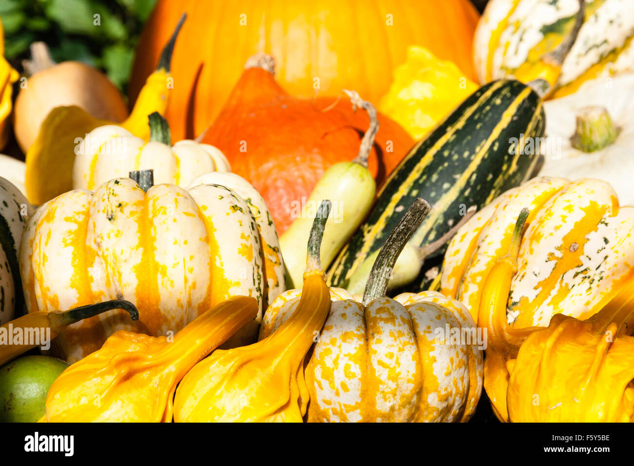 En plein air des légumes de saison automne, plus petites à l'avant, plus gros à l'arrière. Citrouilles, Courges, courges, etc. en plein soleil. Banque D'Images