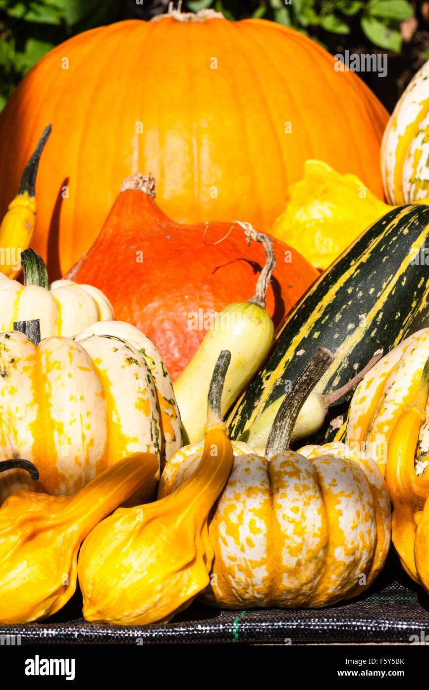En plein air des légumes de saison automne, plus petites à l'avant, plus gros à l'arrière. Citrouilles, Courges, courges, etc. en plein soleil. Banque D'Images