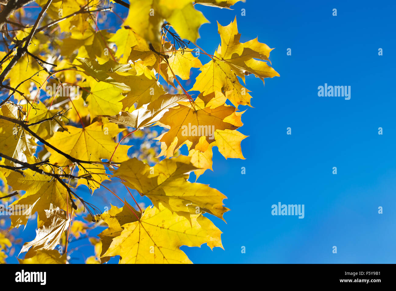 Branche avec feuilles d'érable jaune sur fond de ciel bleu Banque D'Images