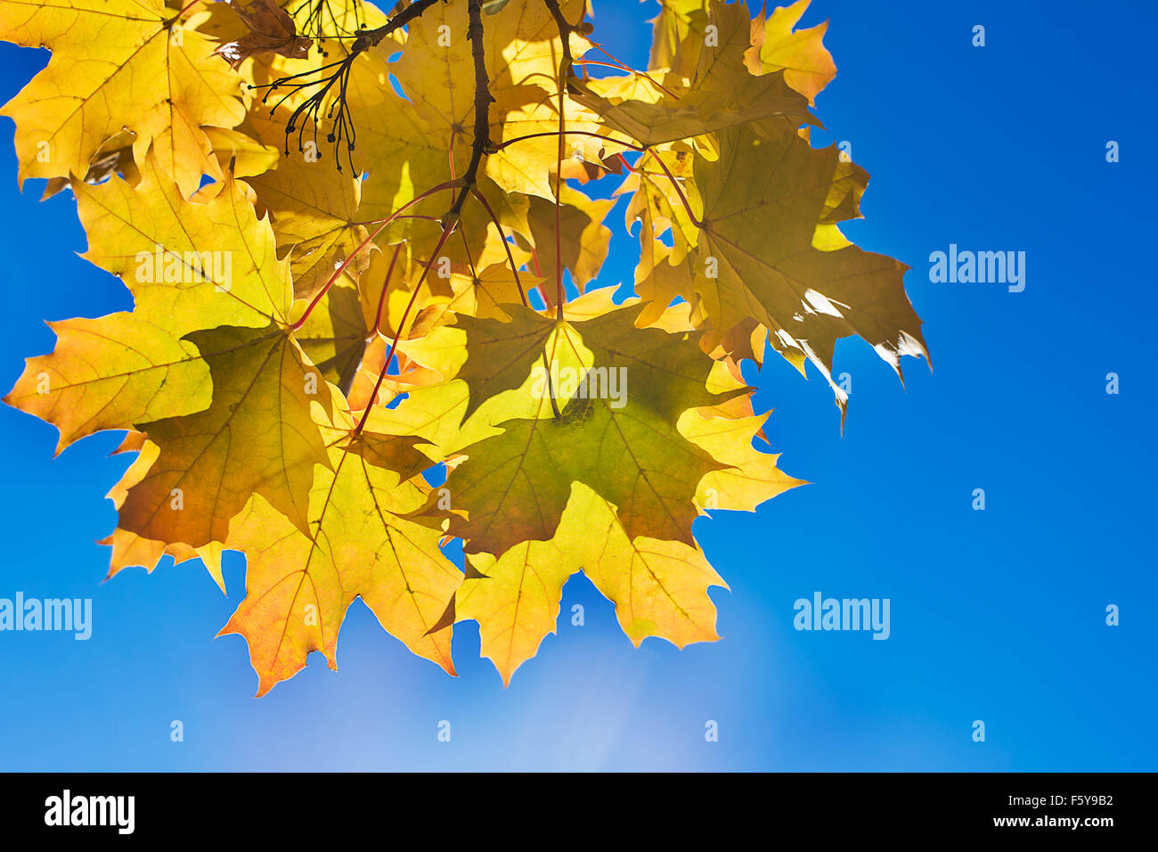 Branche avec feuilles d'érable jaune sur fond de ciel bleu Banque D'Images