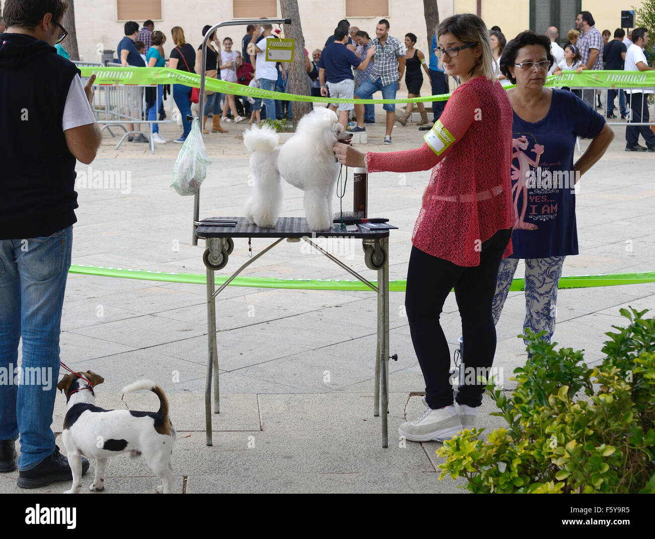 Dorloter pooch dog show Banque D'Images