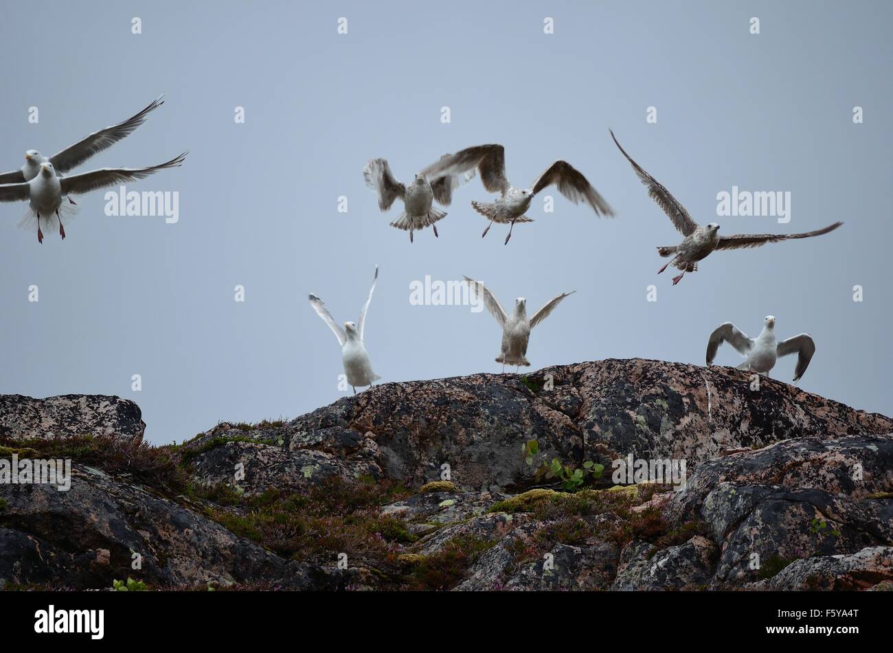 Mouette énorme troupeau décollant de mountain top Banque D'Images