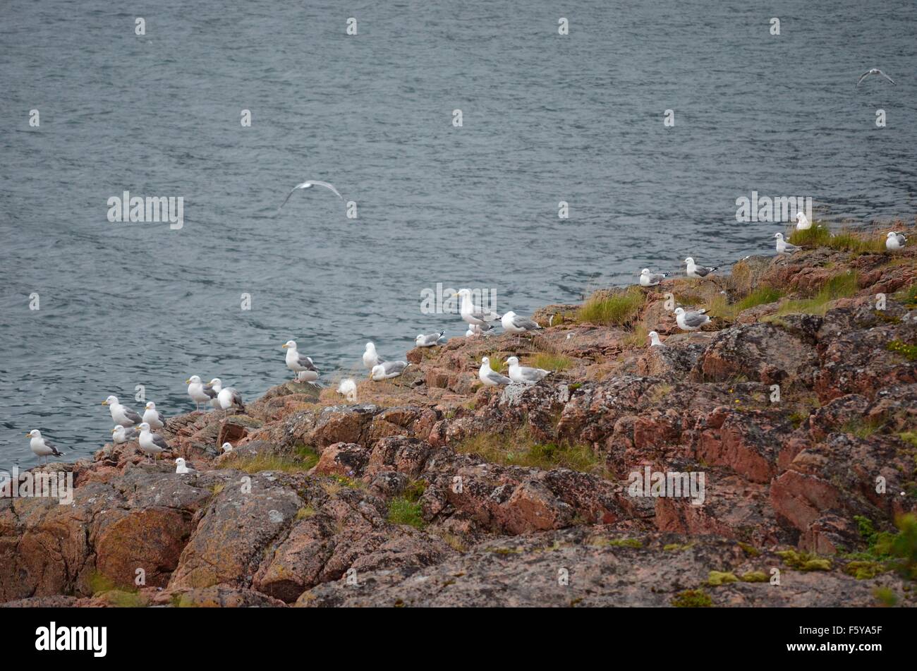 Troupeau seagull massive sur l'île de senja pendant la saison des amours Banque D'Images