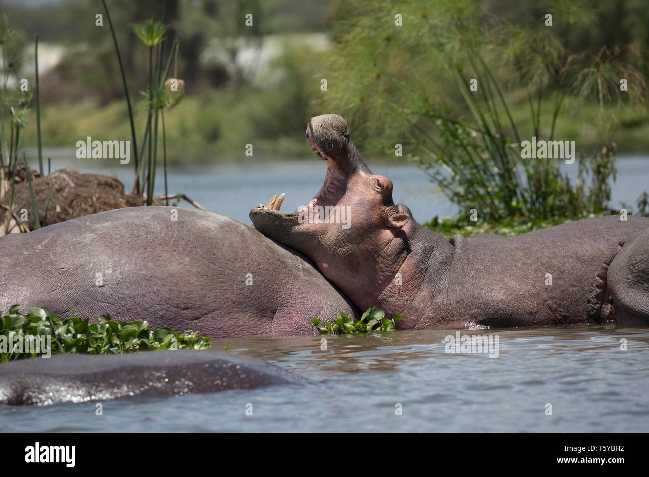 En partie submergé le bâillement d'hippopotames Hippopotamus amphibius Lake Naivasha au Kenya Banque D'Images