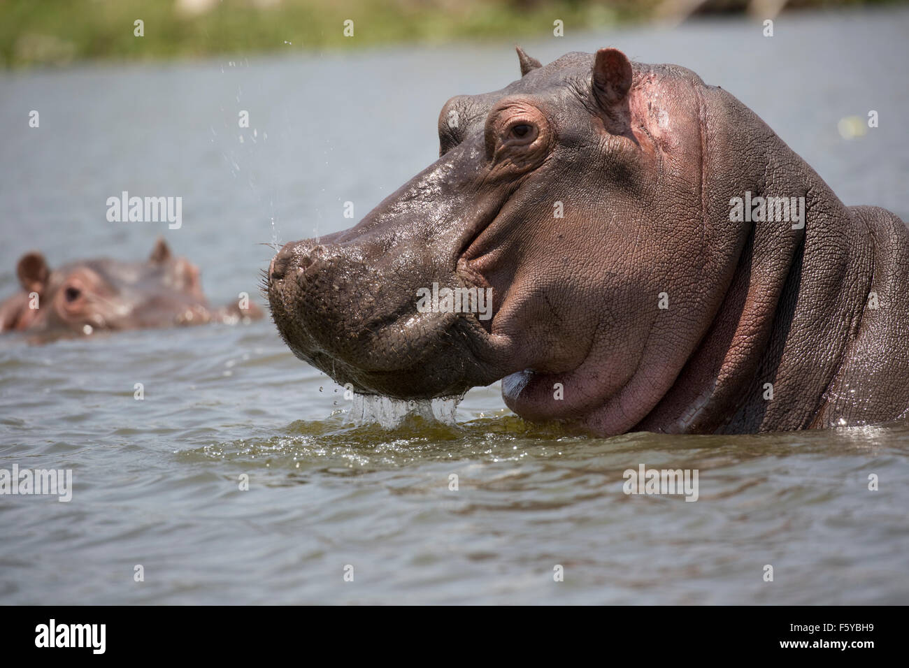 Close up of chef d'Hippopotamus amphibius Lake Naivasha au Kenya Banque D'Images