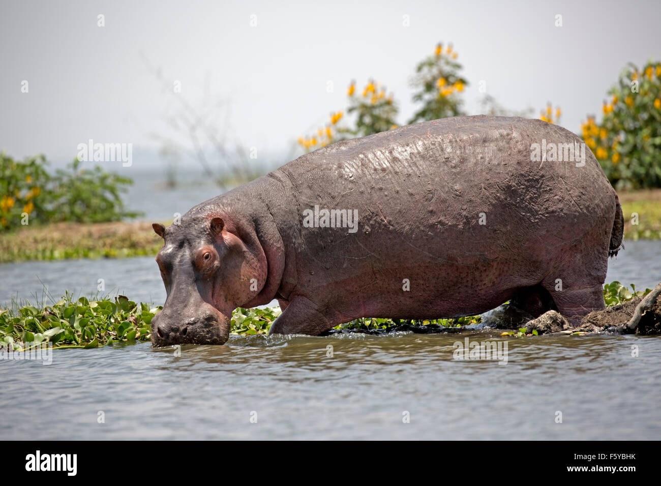 Un adulte hors de l'eau d'hippopotames Hippopotamus amphibius Lake Naivasha au Kenya Banque D'Images