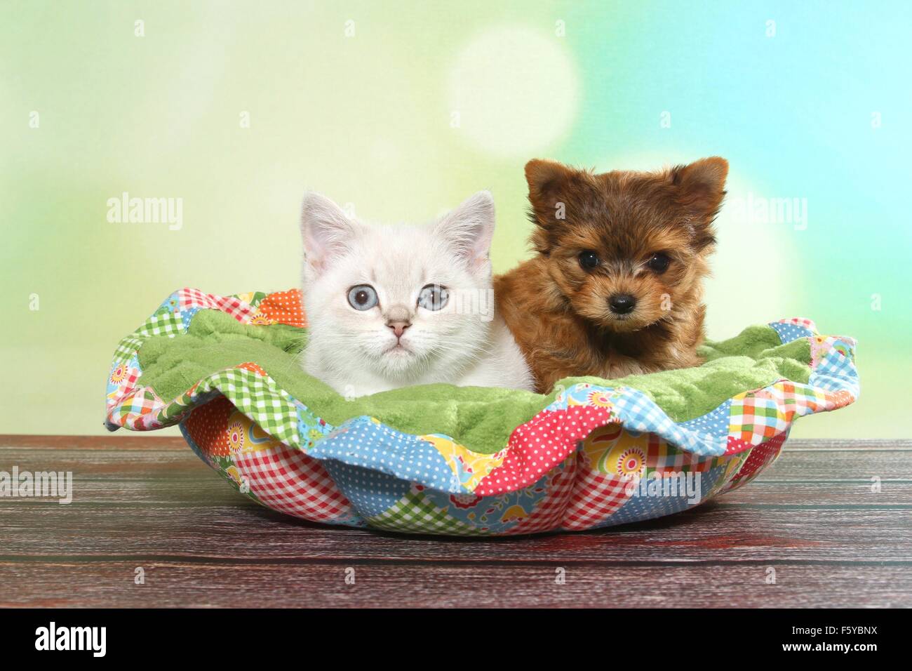 British Shorthair chaton et chiot Yorkshire Terrier Banque D'Images