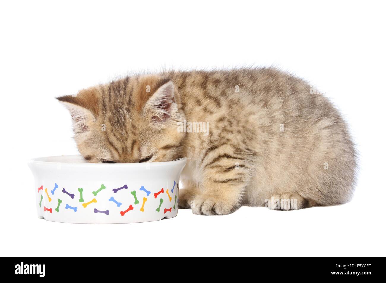 Chaton British Shorthair manger Banque D'Images