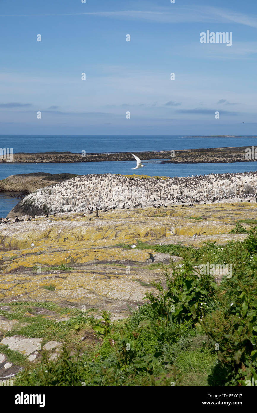 L'île de Farne intérieure ; colonie d'oiseaux de Northumberland ; UK Banque D'Images