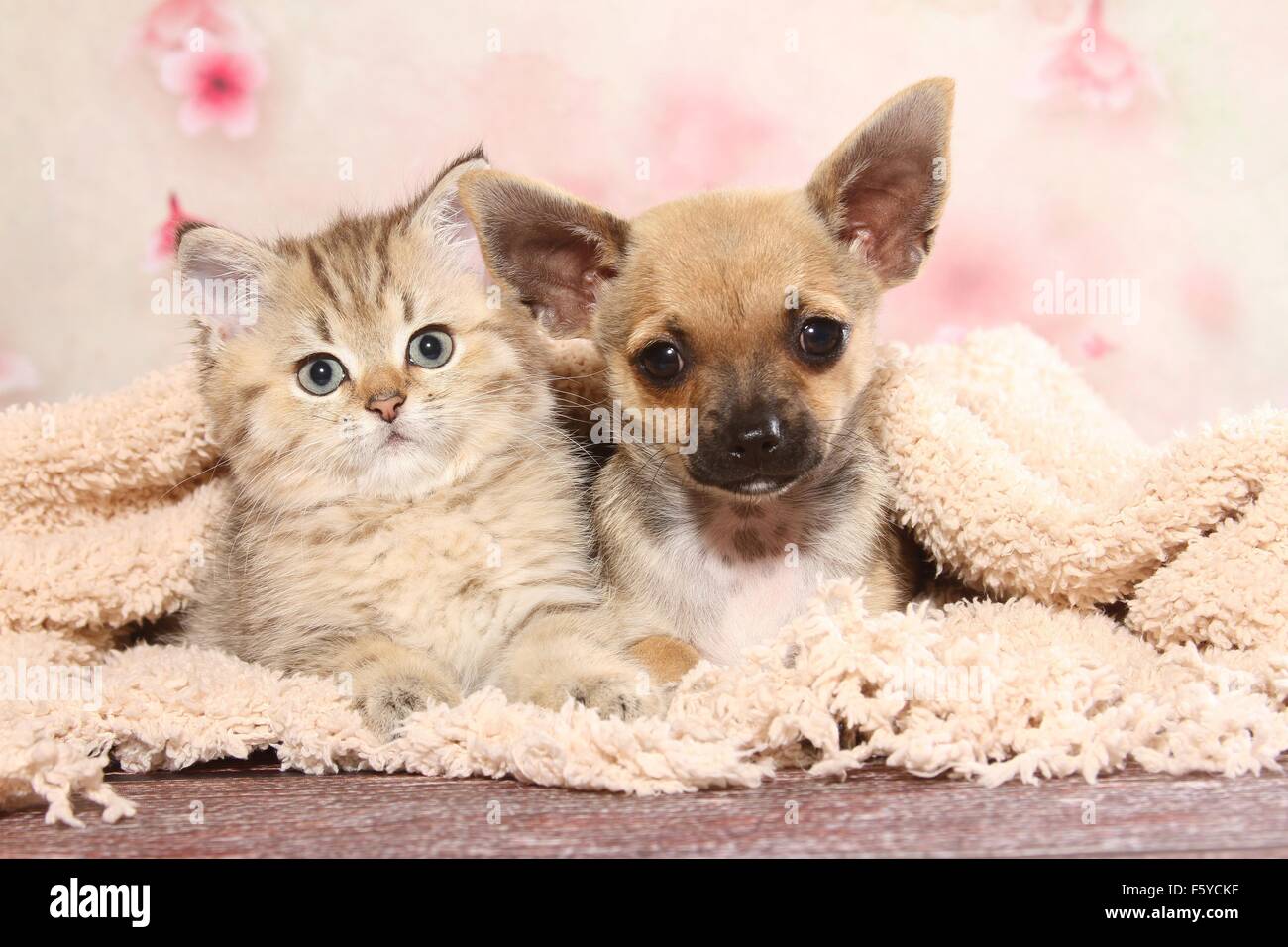Chihuahua chiot et Chaton British Shorthair Banque D'Images