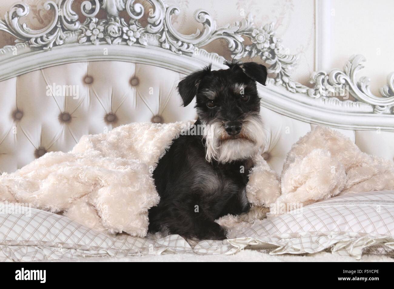 Schnauzer nain au lit Banque D'Images