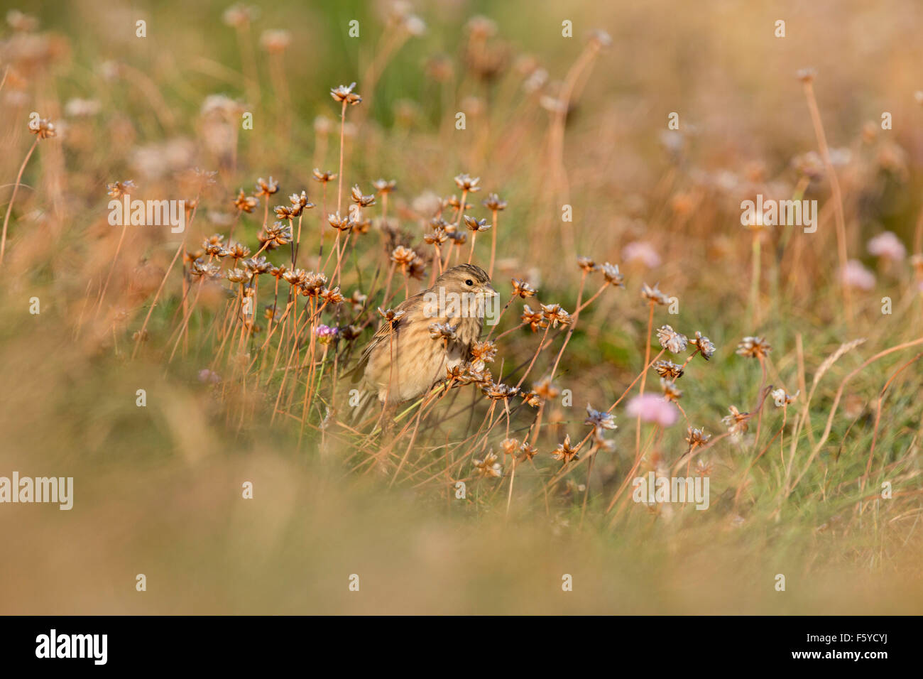 Carduelis cannabina Linnet ; seule l'épargne avec têtes de graine, Cornwall, UK Banque D'Images