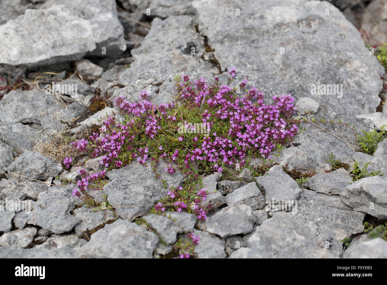 Le thym sauvage, le thymus praecox en fleur ; UK Cumbria. Banque D'Images