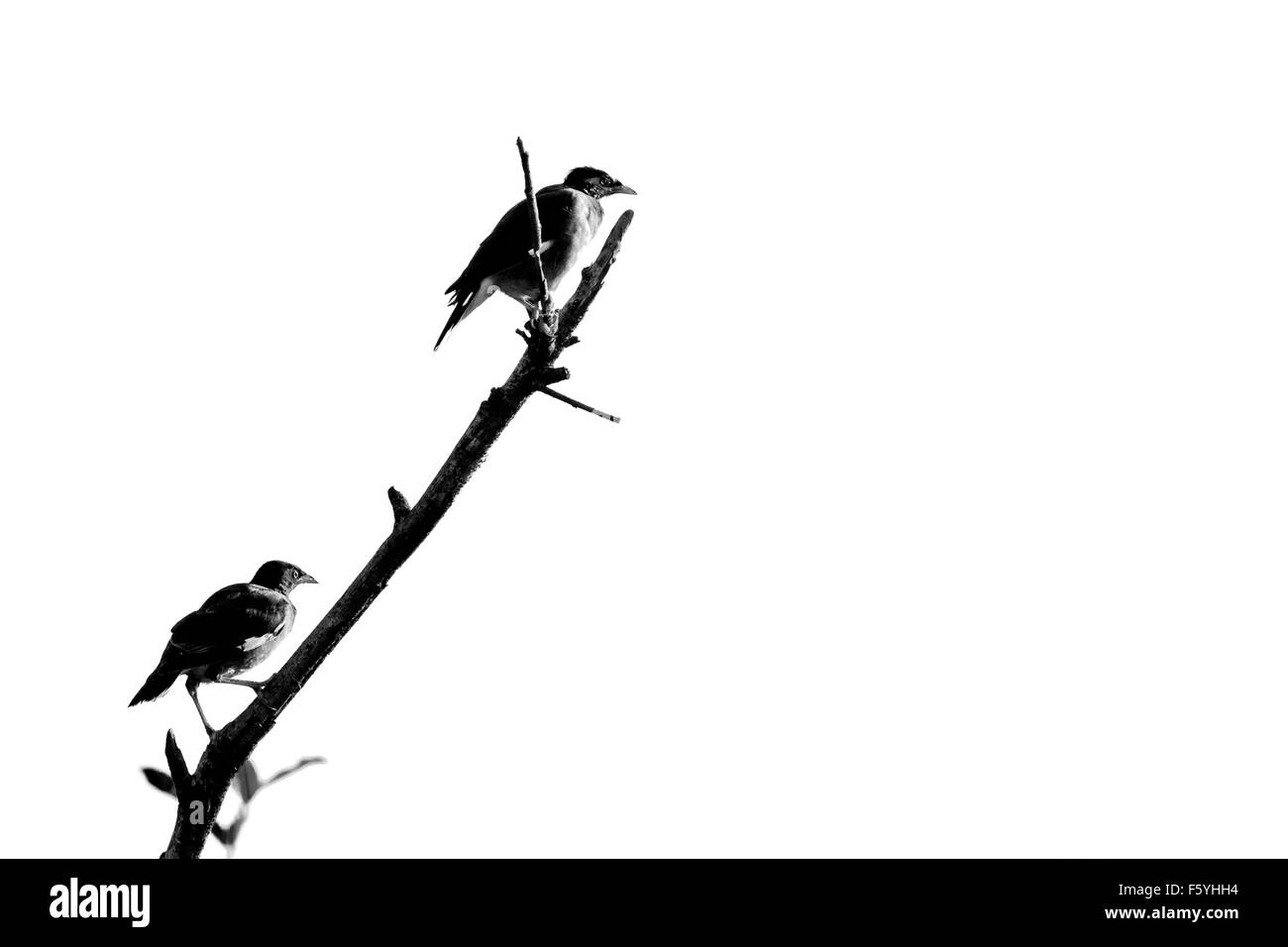 Myna commun timide est assis sur une branche Banque D'Images