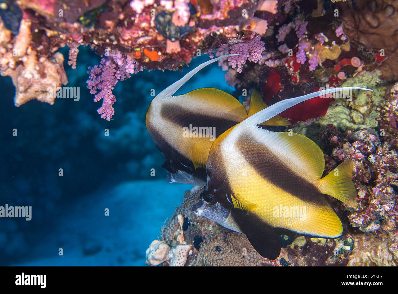 Heniochus intermedius, Red Sea bannerfish, Chaetodontidae, Mer Rouge, Sharm el Sheikh, Mer Rouge, Egypte Banque D'Images