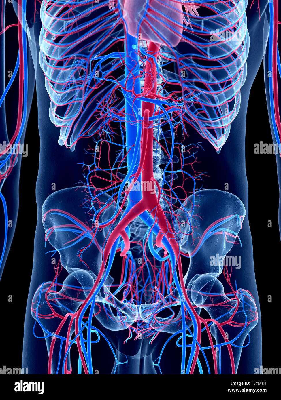 Le système vasculaire humain - l'abdomen Banque D'Images