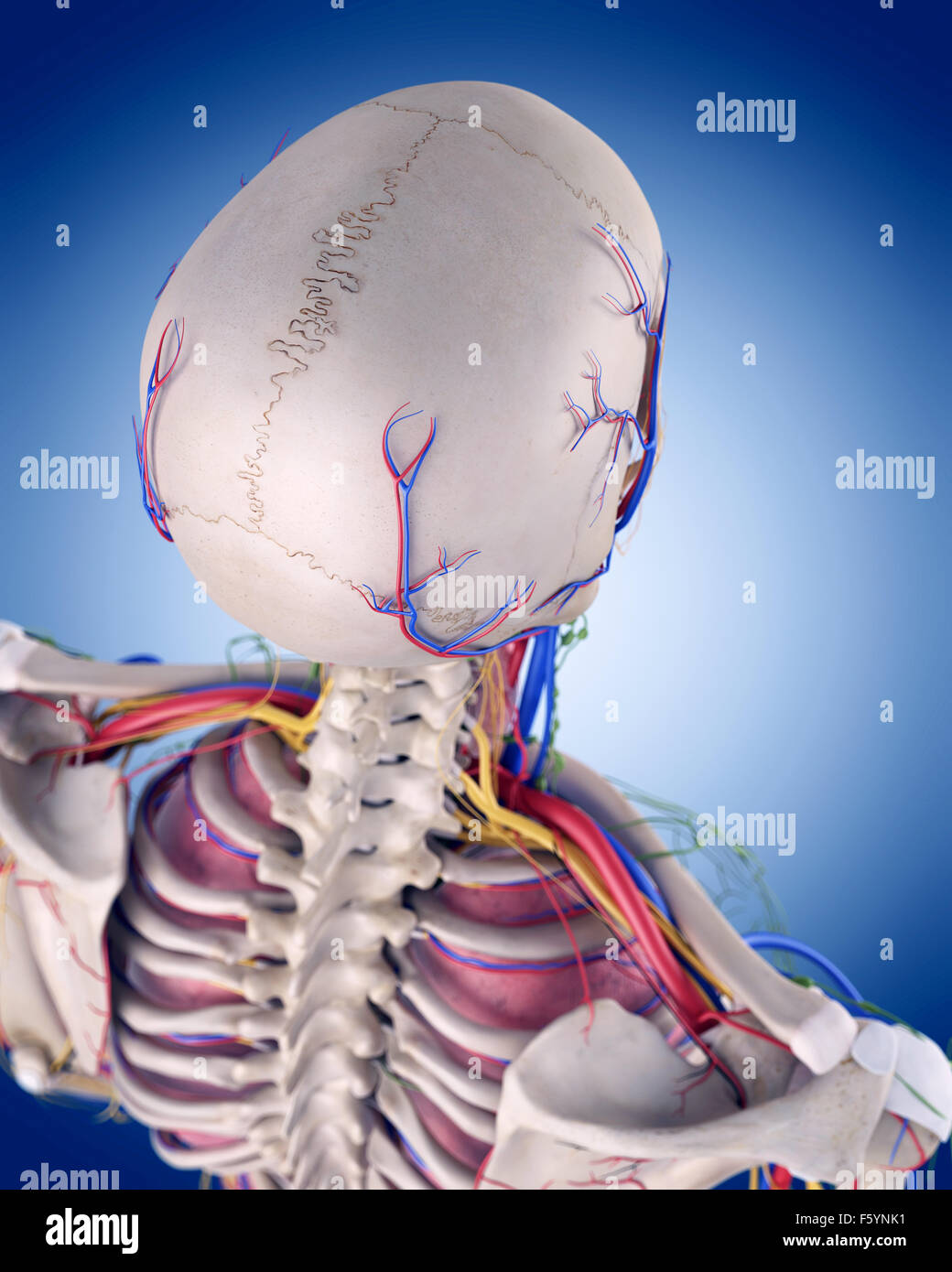 Illustration de l'exacte sur le plan médical l'anatomie du crâne Banque D'Images