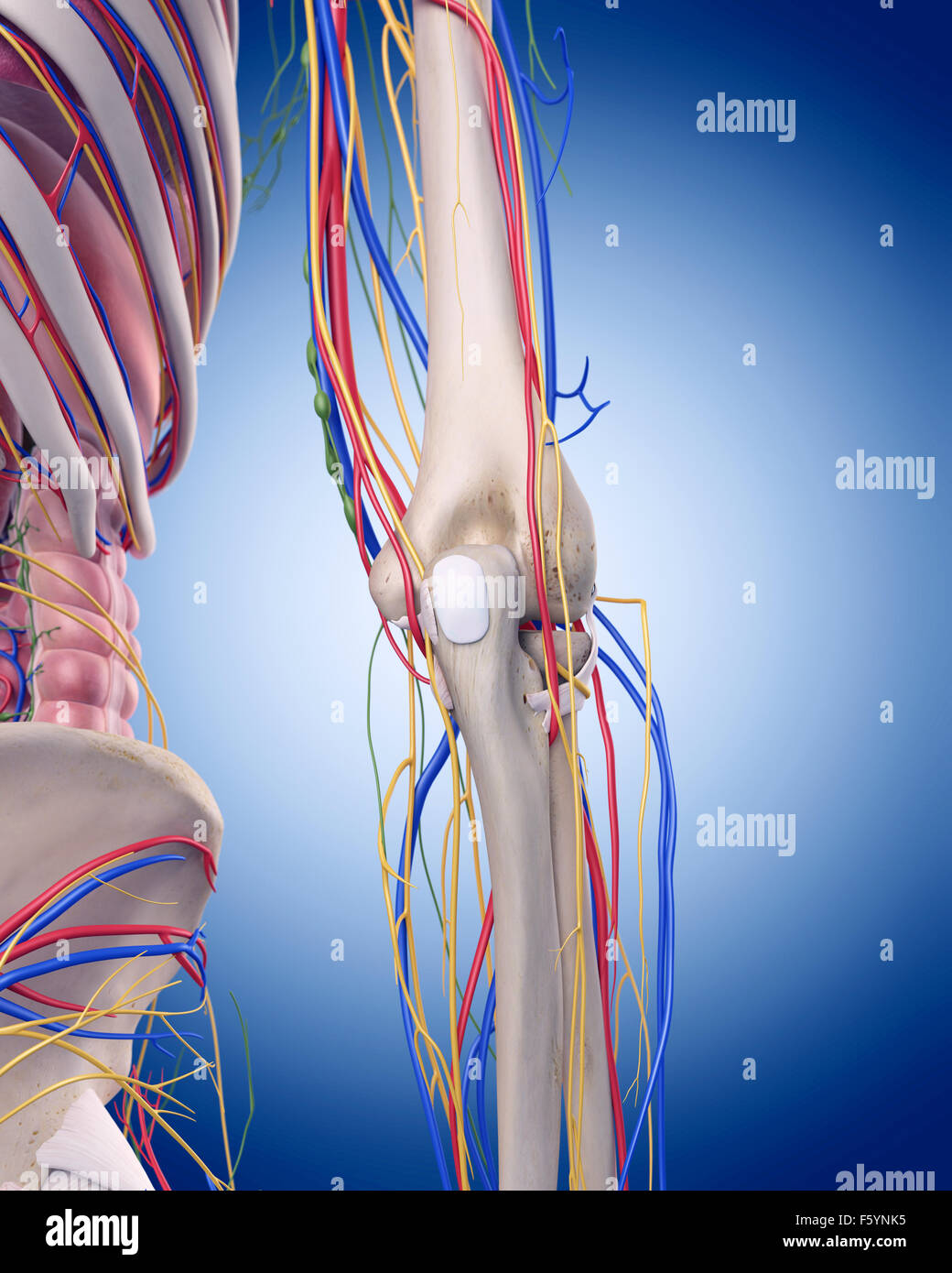Illustration de l'exactitude médicale anatomie du coude Banque D'Images