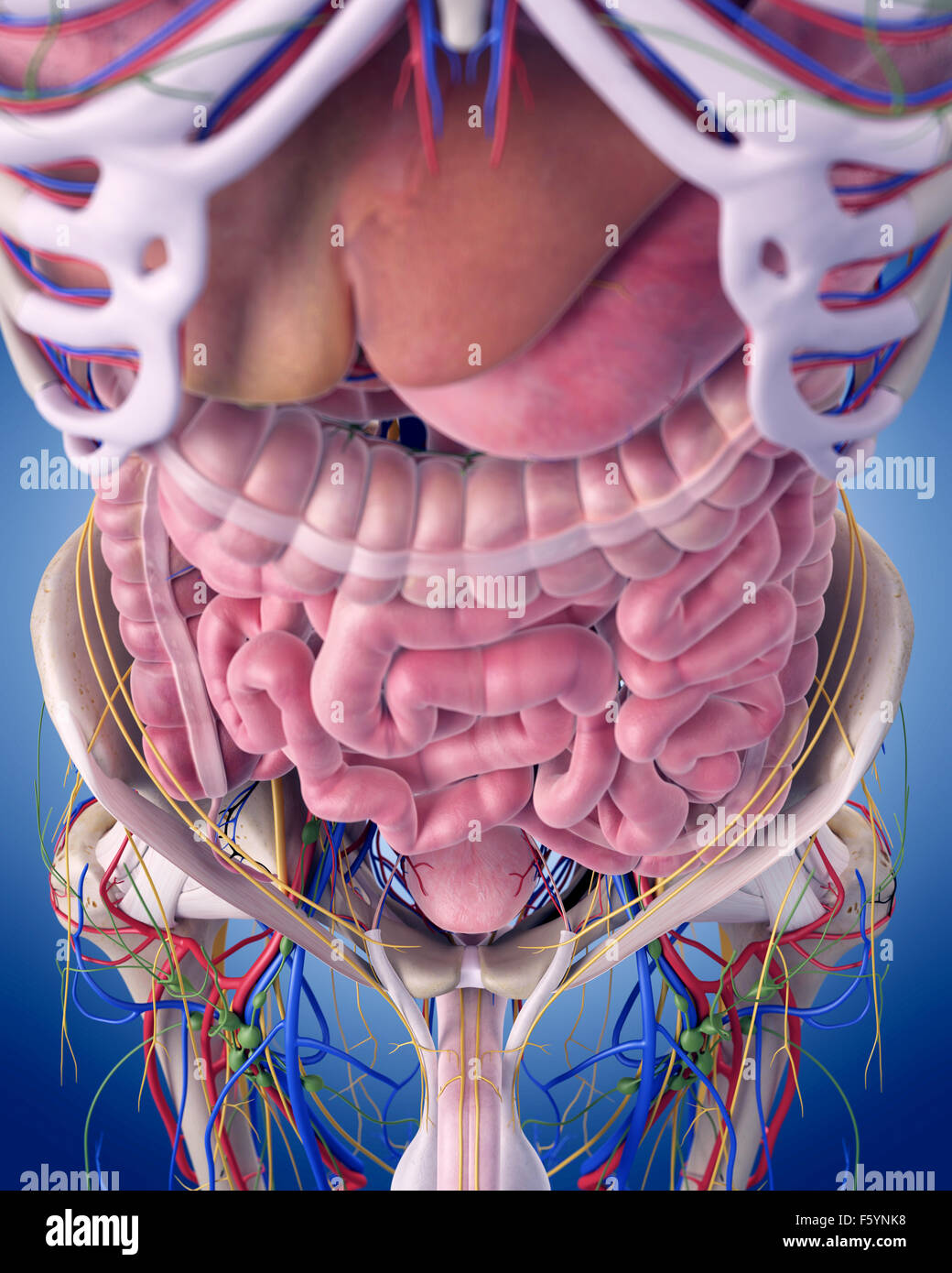 Illustration de l'exacte sur le plan médical l'anatomie abdominale Banque D'Images