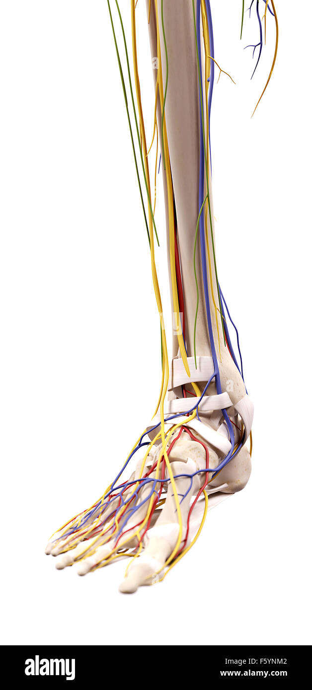 Précis de médecine illustration de l'anatomie du pied Banque D'Images