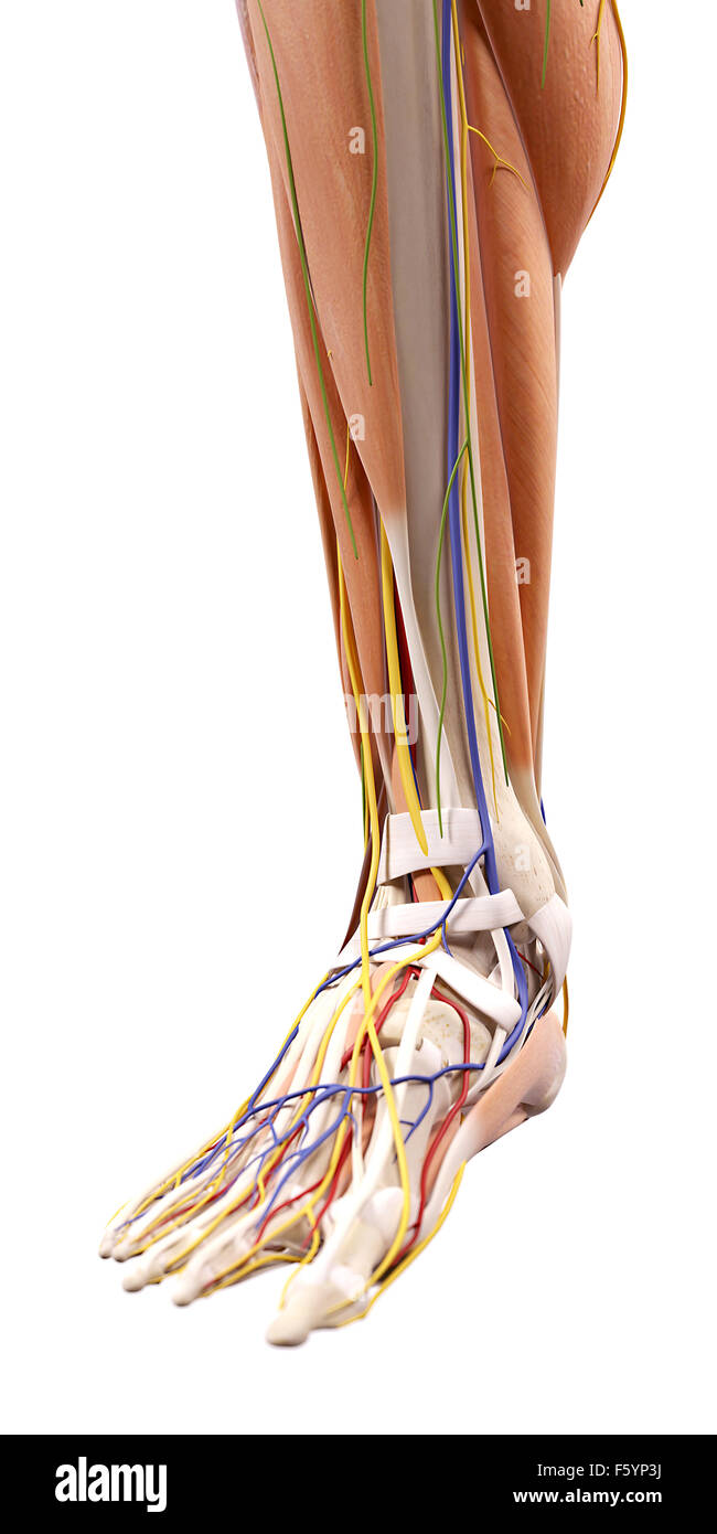 Illustration de l'exacte sur le plan médical l'anatomie du pied Banque D'Images