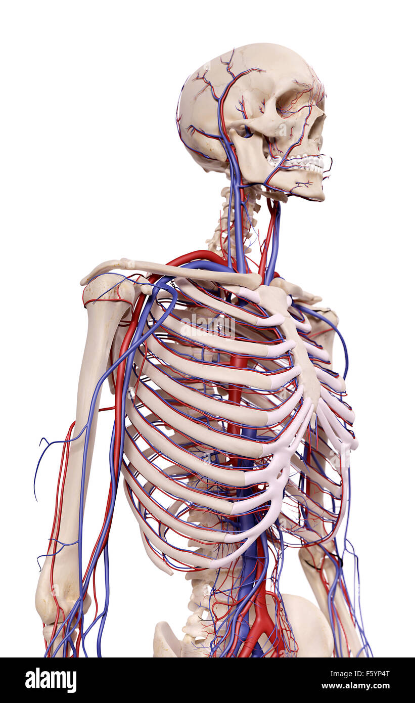 Précis de médecine illustration de vaisseaux sanguins du thorax Banque D'Images