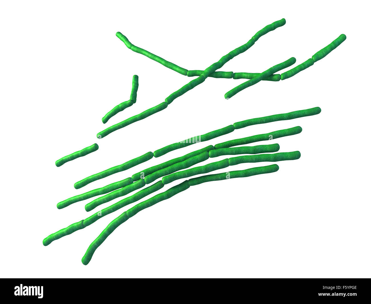 Les bactéries médicales illustration des Bacillus cereus Banque D'Images