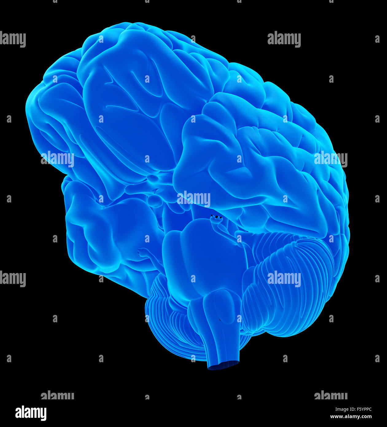 Illustration de l'exacte médicalement le cerveau humain Banque D'Images