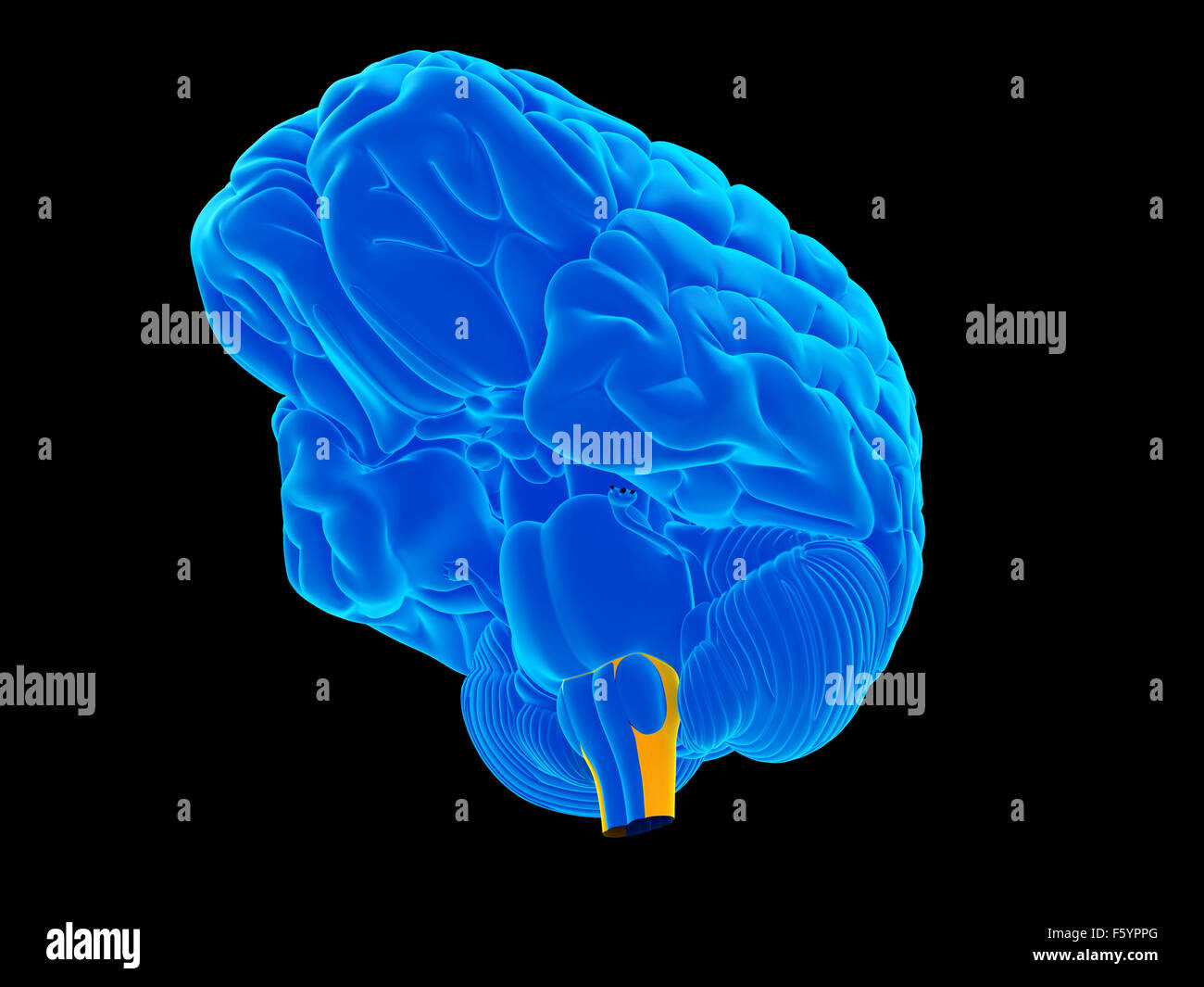 Illustration de l'exacte du point de vue médical medulla oblongata Banque D'Images